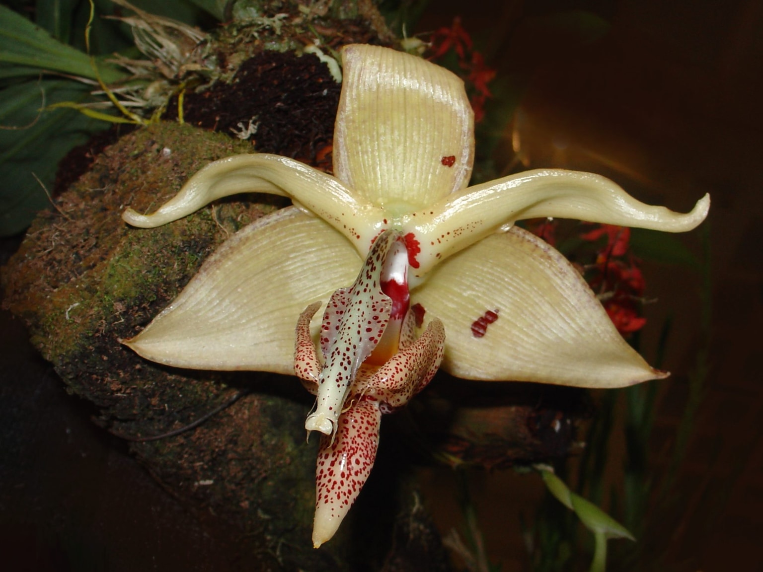 Embreea