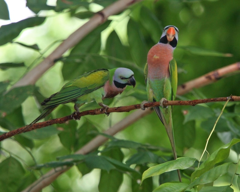 Red-breasted parakeet