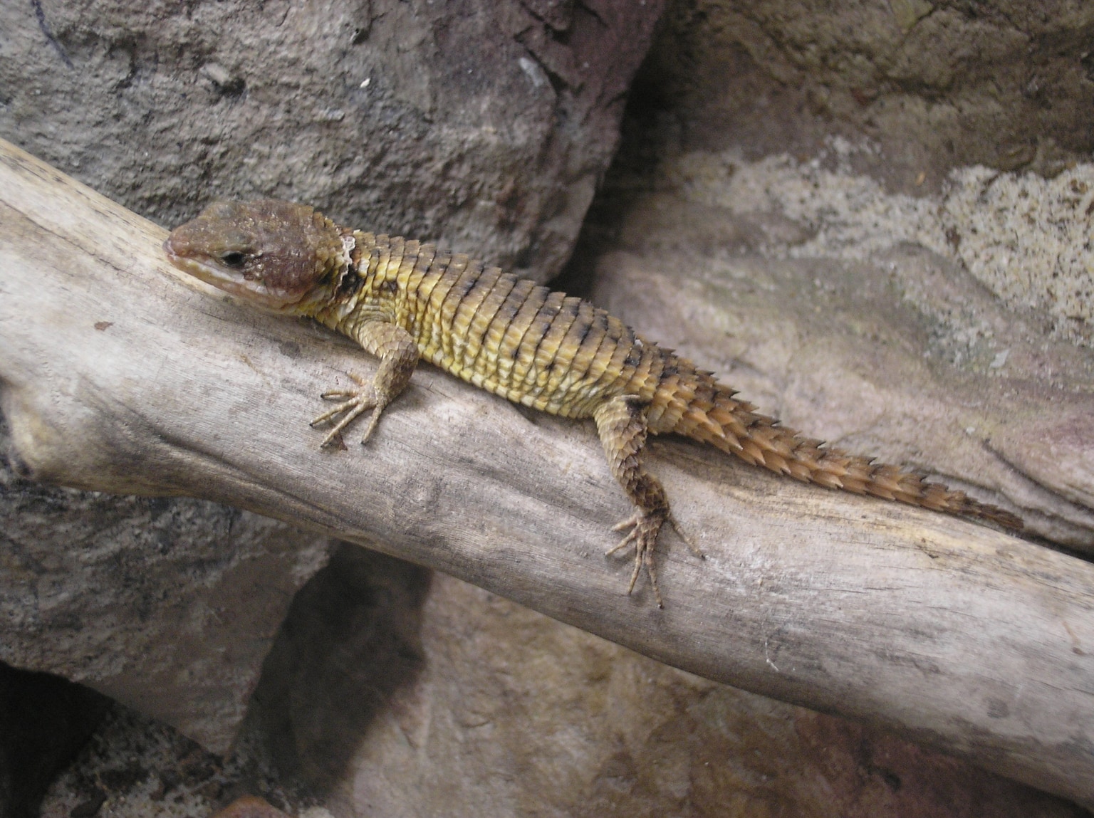 Cordylus tropidosternum