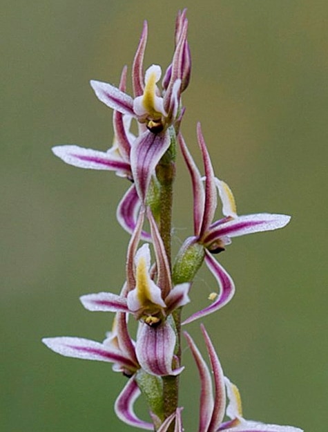 Prasophyllum
