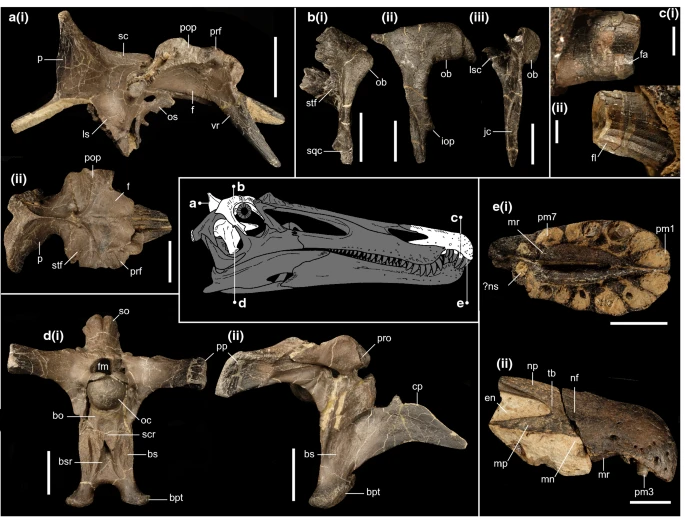 Ceratosuchops