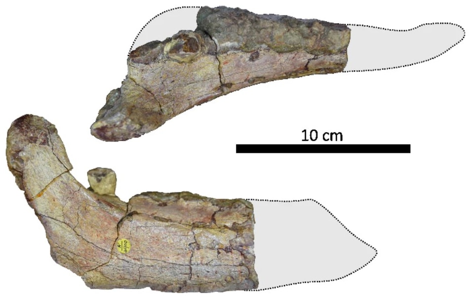 Ferenceratops