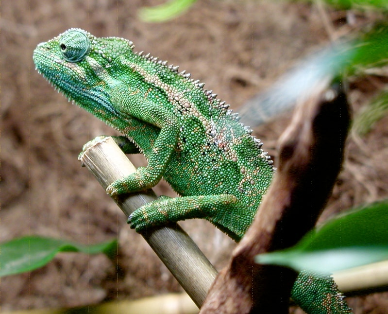 Trioceros ellioti