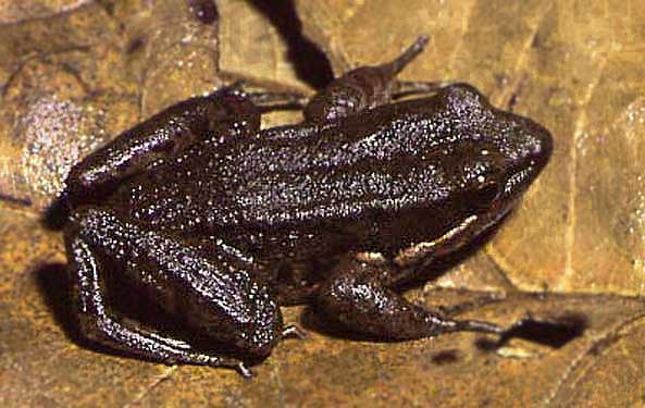 Black striped frog