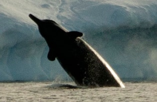 Arnoux's beaked whale