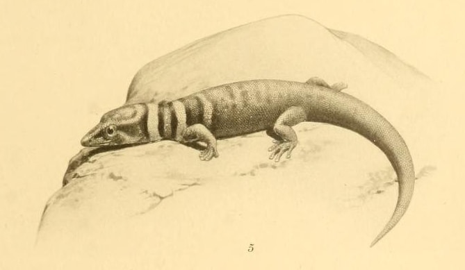 Mantanzas least gecko