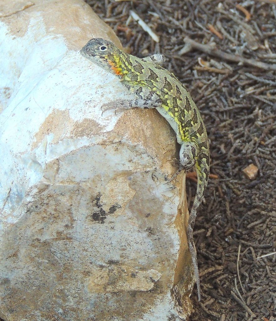 Holbrookia lacerata
