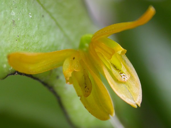 Acianthera