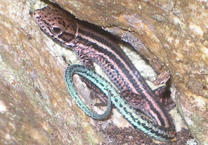 Tropidosaura