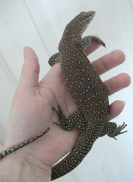Varanus timorensis