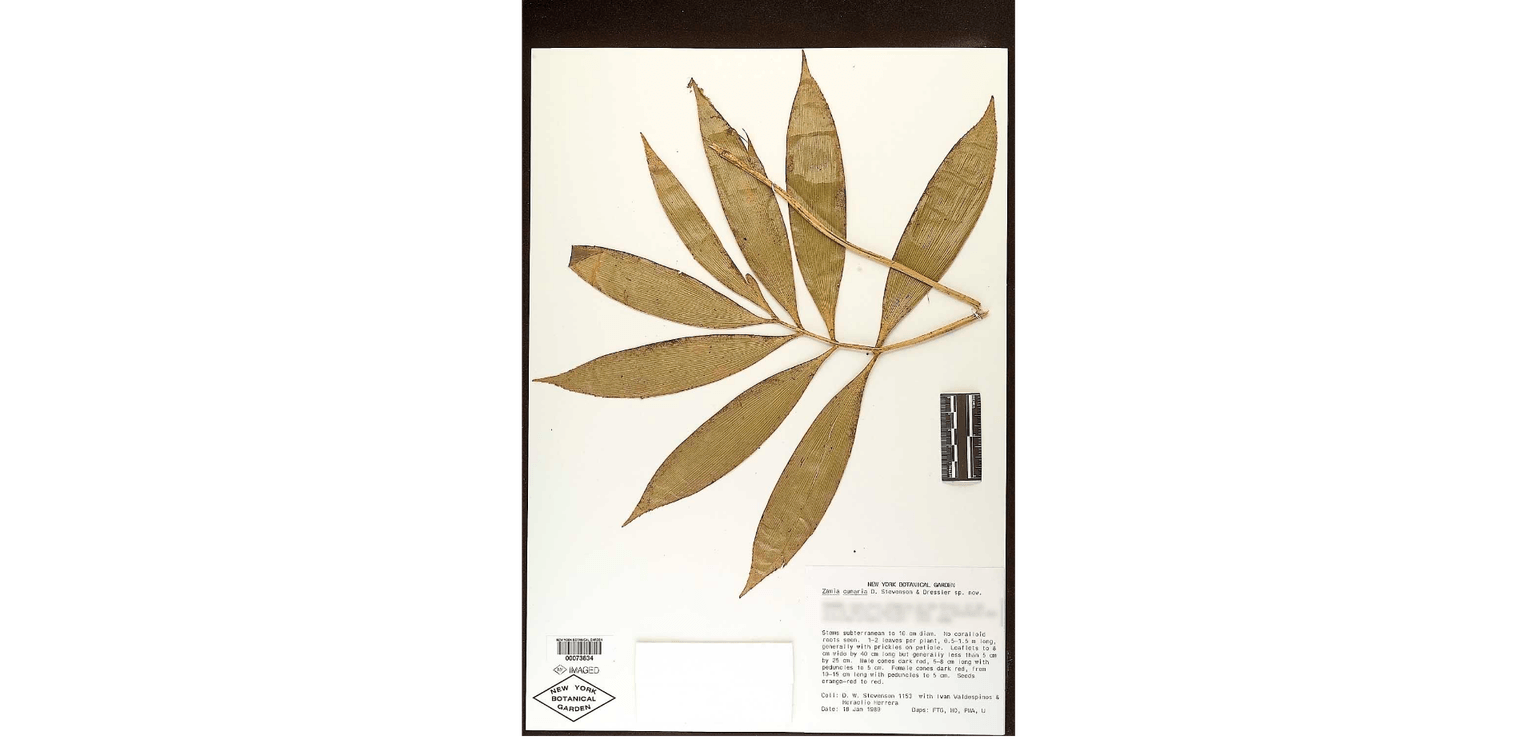 Zamia cunaria