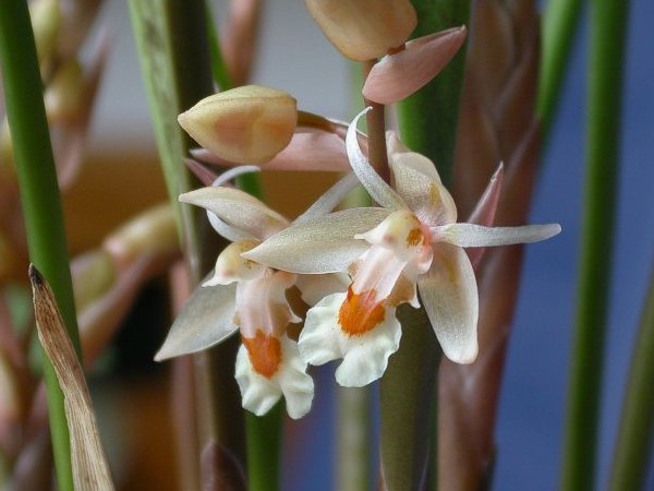 Chelonistele