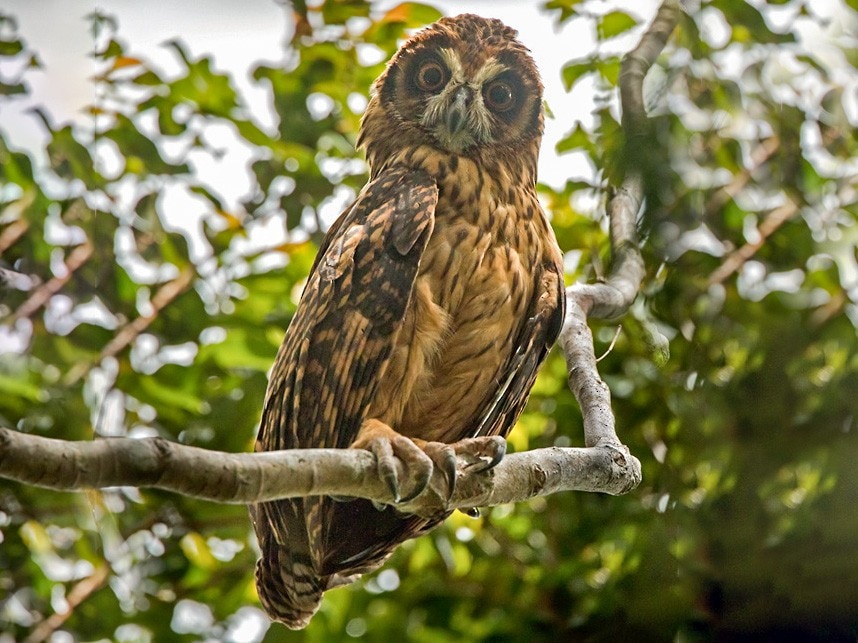 Fearful owl