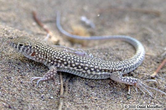 Acanthodactylus blanfordii