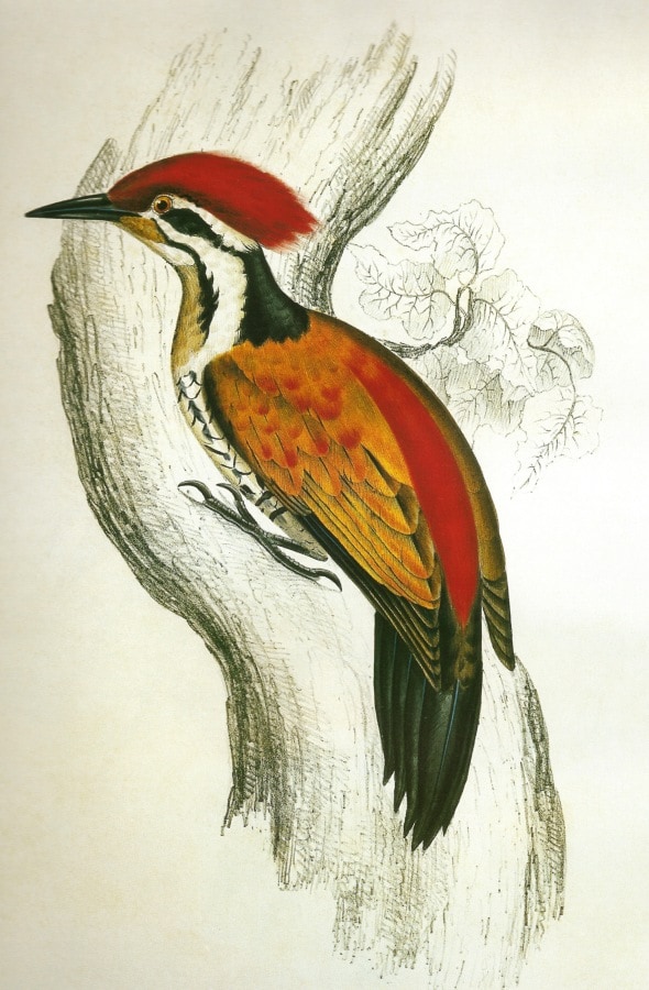 Himalayan flameback