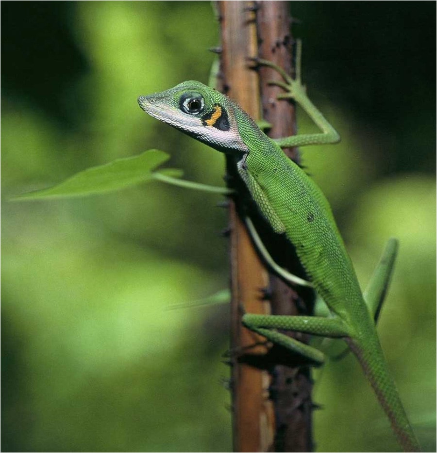 Daniel's forest lizard