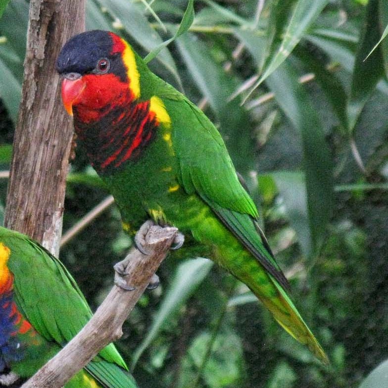 Ornate lorikeet