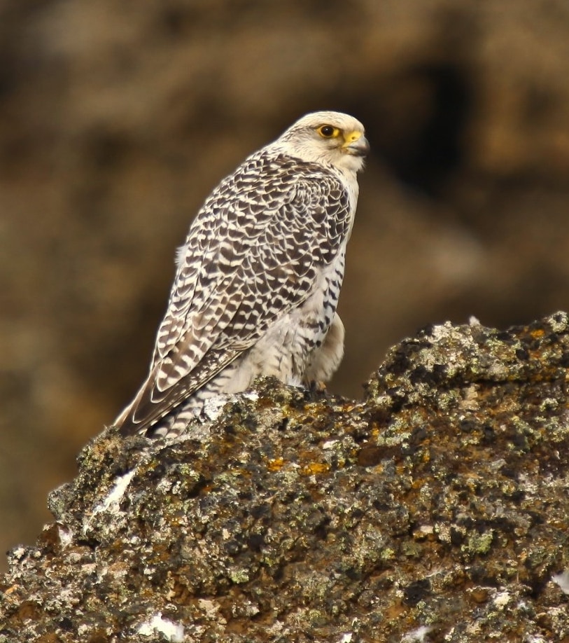 Falco rusticolus