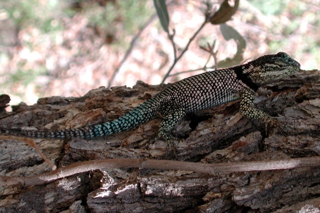 Ornate spiny lizard