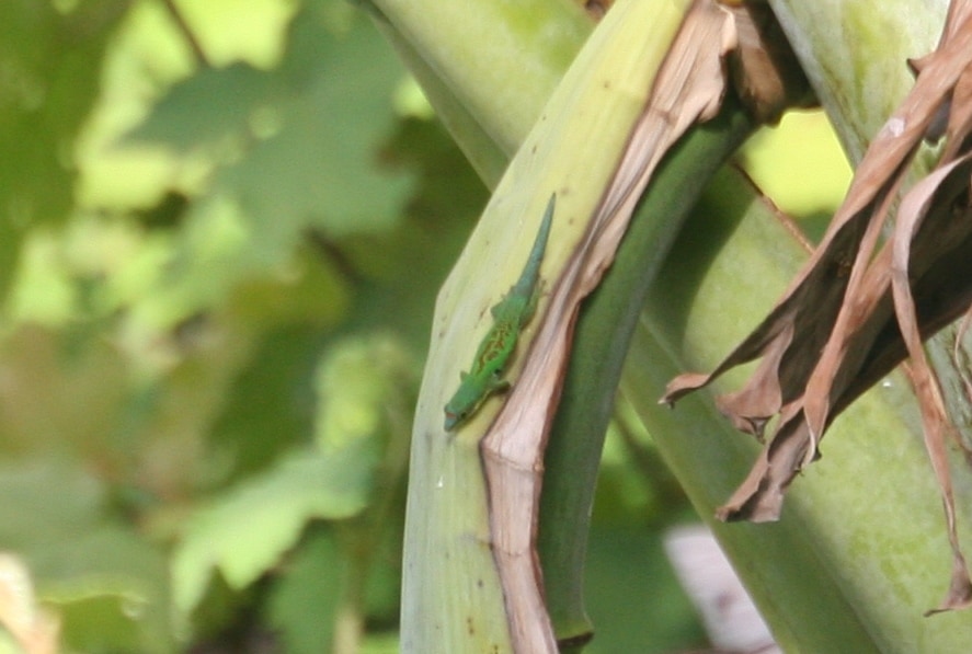 Phelsuma parva