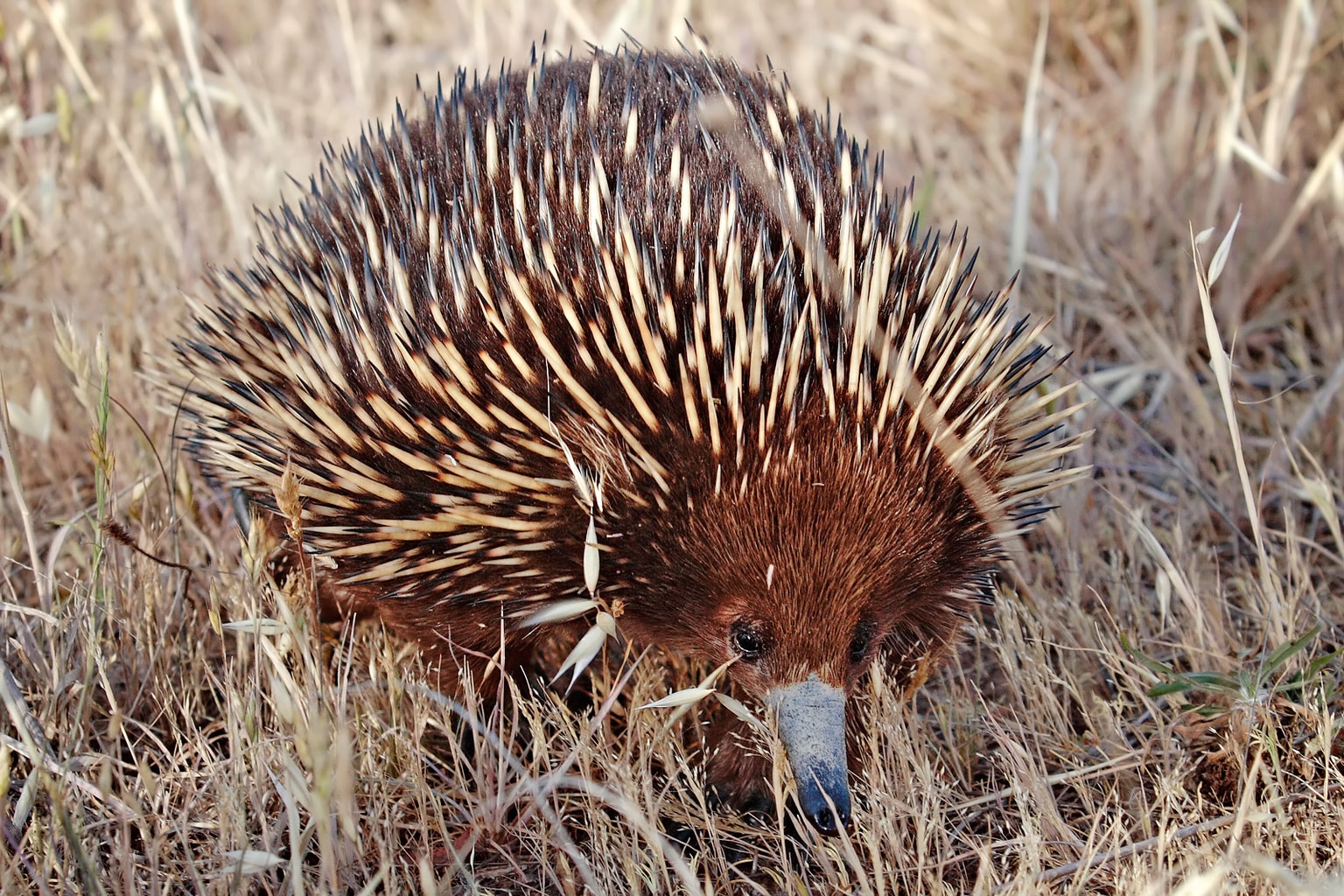 Short-beaked echidna