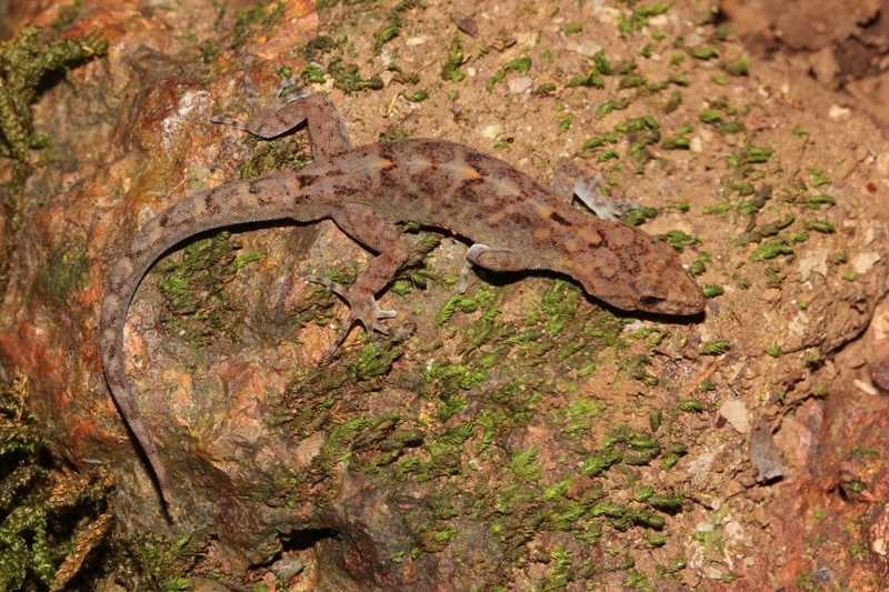 Ajija's day gecko