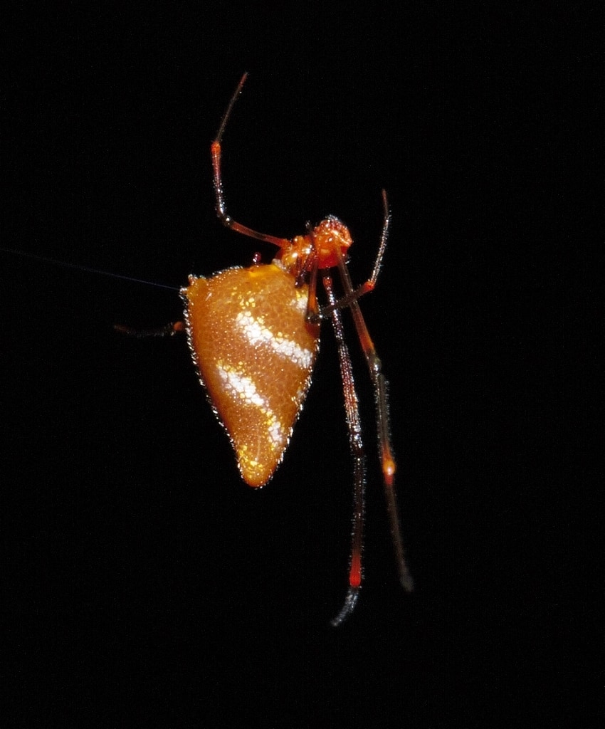 Cyatholipidae