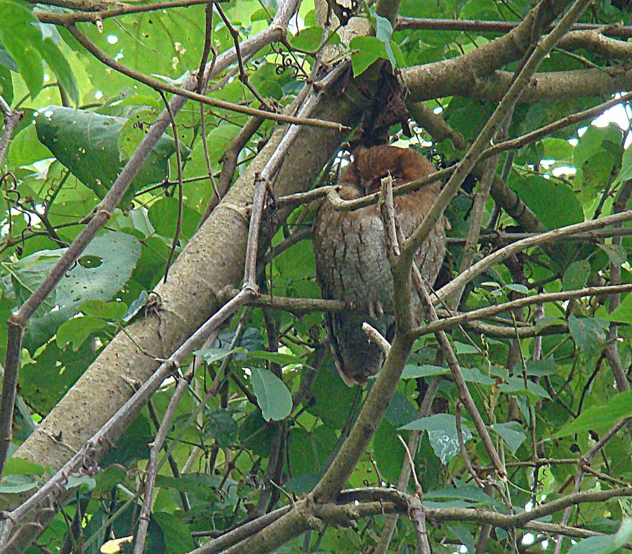 Santa Marta screech owl