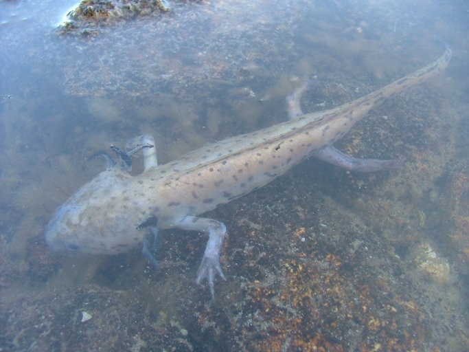Ambystoma taylori