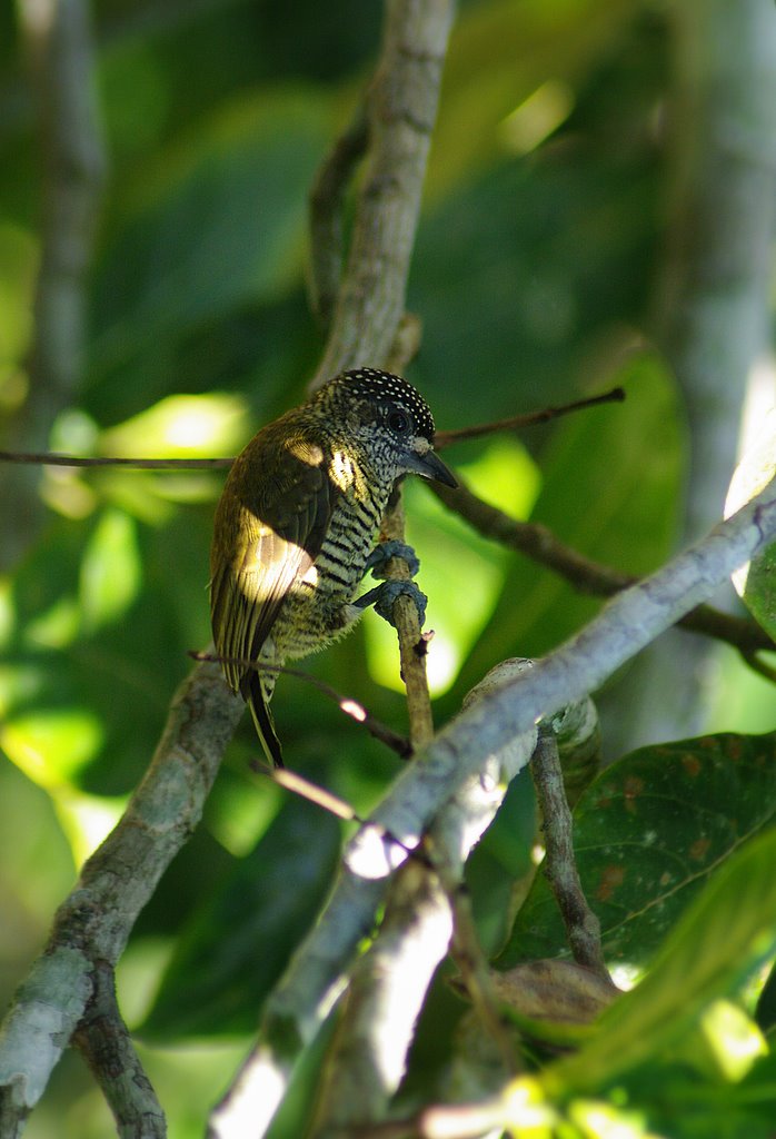 Golden-spangled piculet