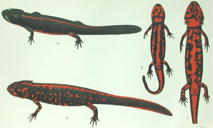 Cynops wolterstorffi