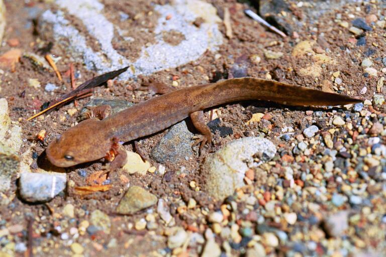 California giant salamander