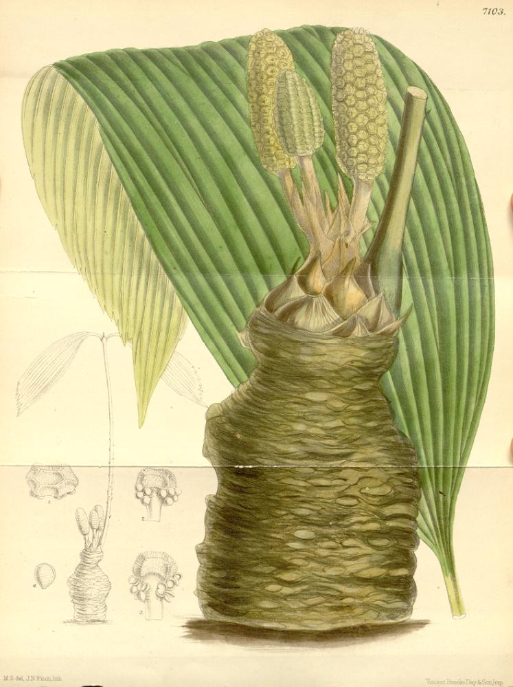 Zamia wallisii