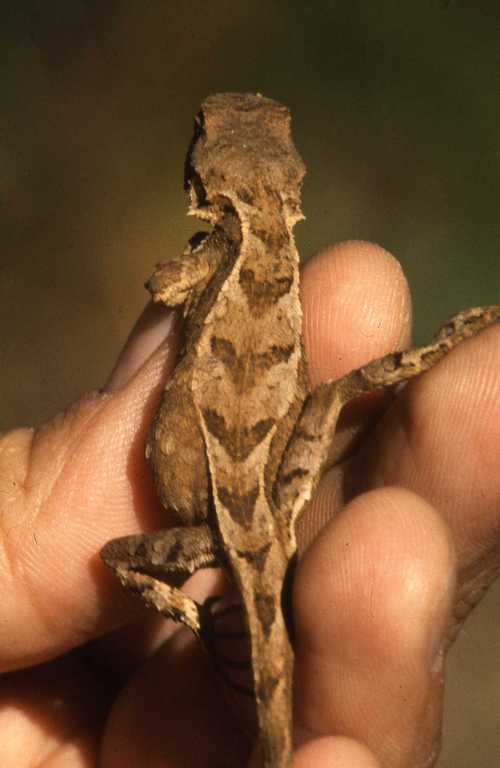 Large mountain lizard