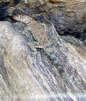 Petrosaurus mearnsi