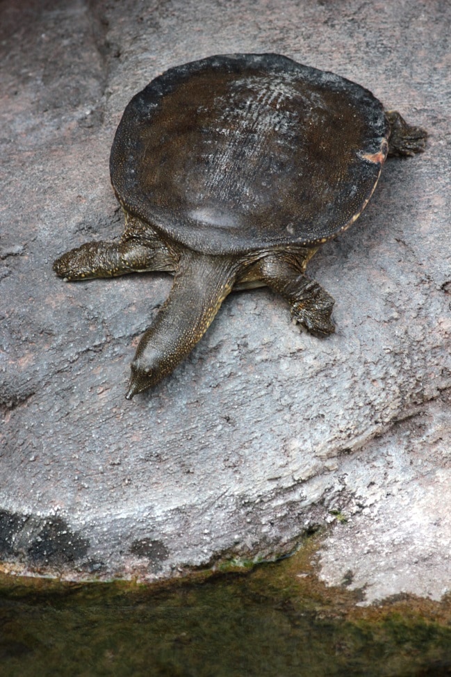 African softshell turtle