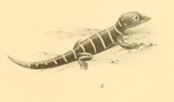 Sphaerodactylus elegantulus