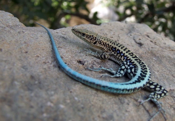 Anatolian lizard