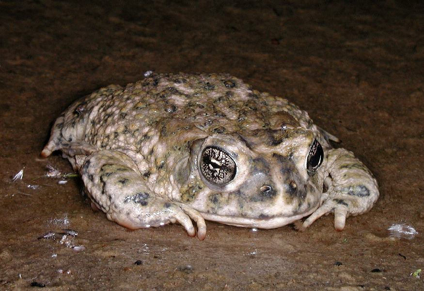 Anaxyrus californicus