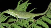 Turquino green-mottled anole