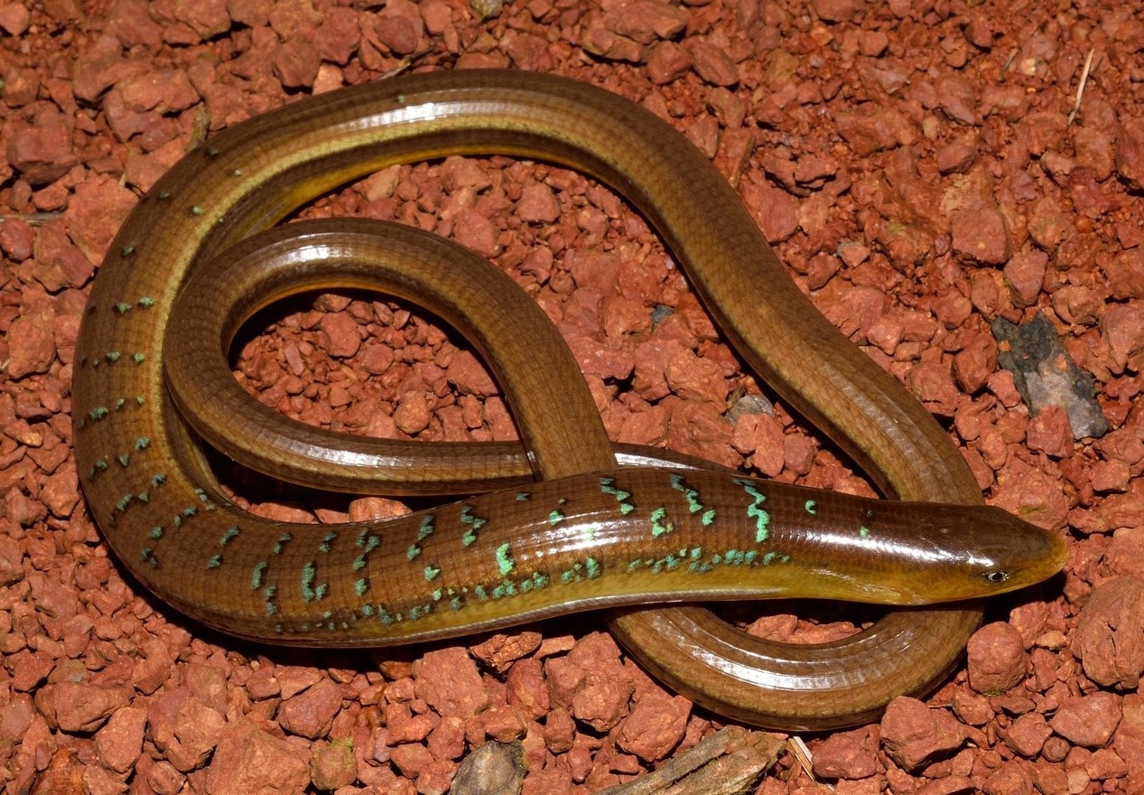 Burmese glass lizard
