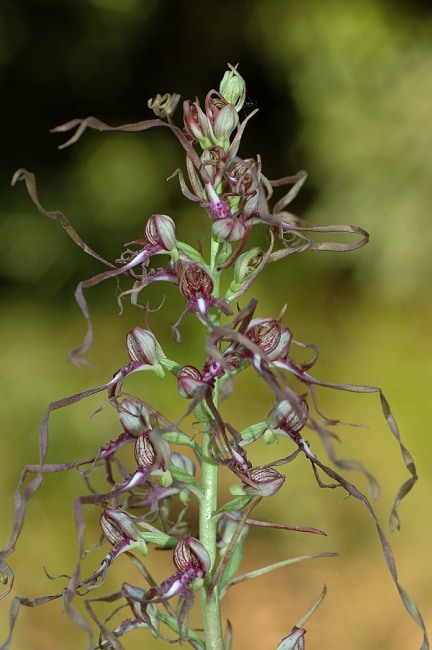 Himantoglossum
