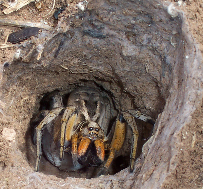 Lycosidae