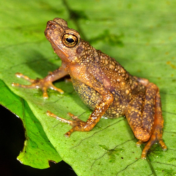 Ansonia minuta