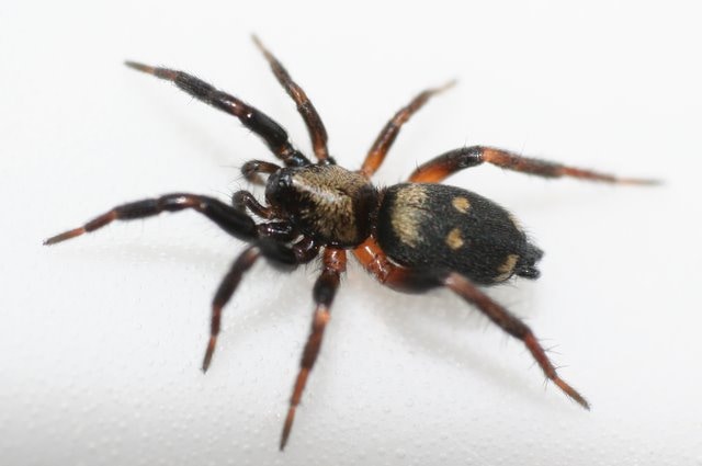Gnaphosidae