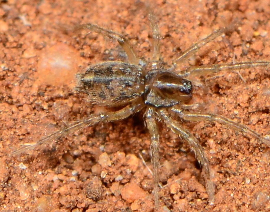 Hahniidae