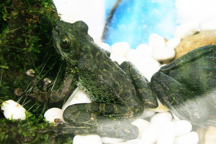 Amolops afghanus