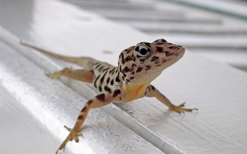 Anolis sabanus