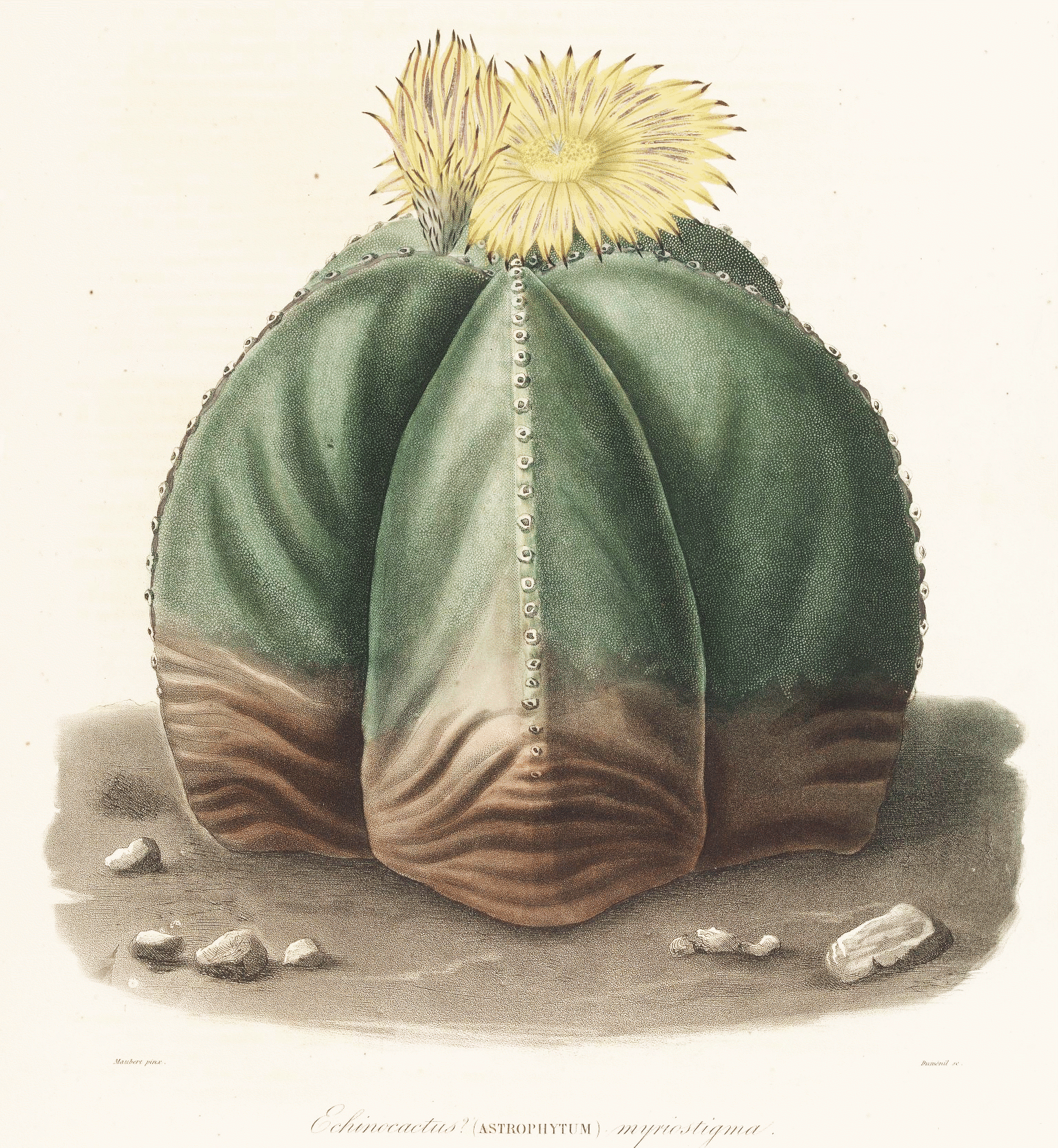 Astrophytum myriostigma