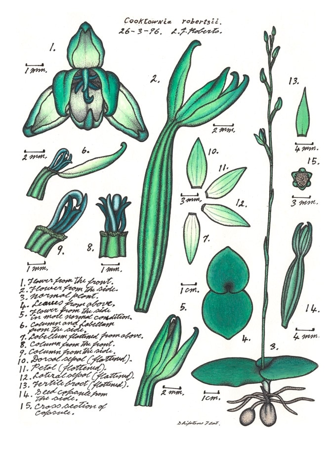 Cooktownia